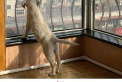 吃瓜神秘物种视频