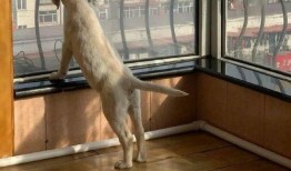 吃瓜神秘物种视频