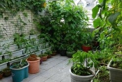 菜园吃瓜小诀窍,轻松掌握小诀窍