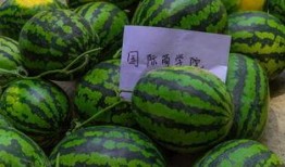 吃瓜基本操作,解锁吃瓜基本操作指南