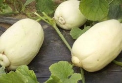 潍坊吃瓜事件过程,一场网络热议背后的真相与反思