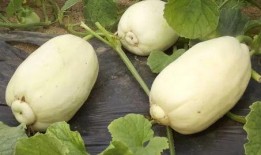 潍坊吃瓜事件过程,一场网络热议背后的真相与反思