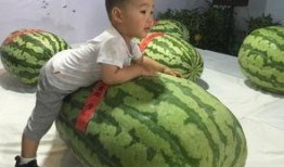 青州吃瓜大事件,一场全民参与的美食狂欢