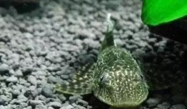 吃瓜神秘物种视频