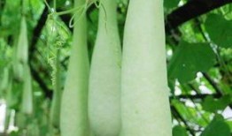 糖尿病人吃葫芦瓜好吗,糖尿病患者的理想蔬菜选择