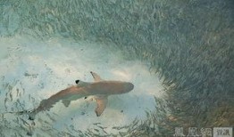 鲨鱼吃瓜很多小鱼图片,海洋霸主捕食小鱼瞬间