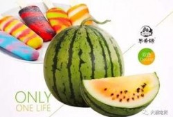 掌柜吃瓜的视频