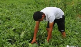 兴文县吃瓜,探寻地方特色美食之旅