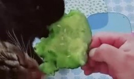 香瓜猫吃瓜视频,趣味横生的瓜界探险记