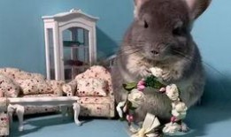 吃瓜的宠物,揭秘吃瓜宠物的趣味日常