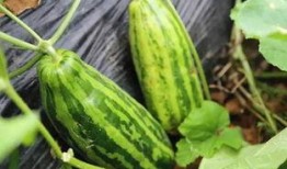 吃瓜吃瓜吃瓜就好,轻松看世界