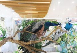 商场吃瓜,揭秘日常生活中的趣味瞬间