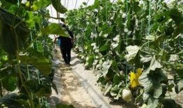 贵阳花园吃瓜现场视频,欢乐氛围下的夏日休闲时光