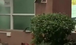 大洼吃瓜新闻,揭秘当地热点事件背后的真相
