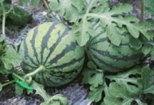 吃瓜在线吃瓜入口,一入口尽享瓜界盛宴