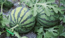 吃瓜在线吃瓜入口,一入口尽享瓜界盛宴