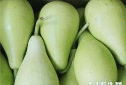 糖尿病人吃葫芦瓜好吗,糖尿病患者的理想蔬菜选择