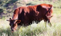 牛狗头吃瓜视频