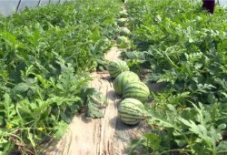 平乡最新吃瓜视频,揭秘当地热点事件背后的真相