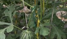 郑州吃瓜消息,揭秘网络热议背后的真相