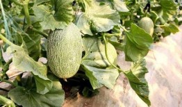 柳州鹿寨吃瓜,夏日吃瓜盛宴，尽享清凉滋味