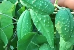 大瓜瓢怎么吃,解锁美味新体验