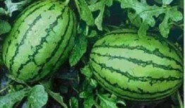 福建精神小妹吃瓜,揭秘吃瓜界的“福建力量”