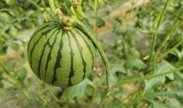 吃瓜前准备吃的,开启味蕾盛宴之旅