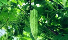 吃瓜每日料,吃瓜每日料带你领略明星幕后故事