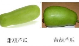 喂奶可以吃葫芦瓜,哺乳期妈妈的营养佳品