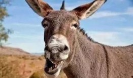 驴鸽吃瓜德思路,一场跨界美食的奇妙之旅