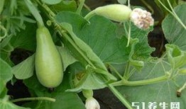 糖尿病人吃葫芦瓜好吗,糖尿病患者的理想蔬菜选择