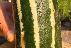 孕期可以吃熟瓜了吗,熟瓜的适宜摄入指南