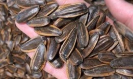 吃瓜吃的是瓜子,揭秘“吃瓜群众”的瓜子情缘