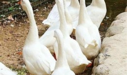 吃大鹅和角瓜,一场味蕾的盛宴