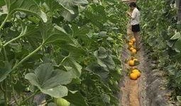 范县吃瓜男女,揭秘男女生吃瓜那些事儿