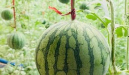 吃瓜群里的瓜是真的吗