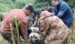 峨边吃瓜事件,一场网络狂欢背后的真相与反思