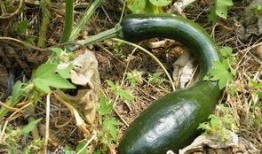 产后吃方瓜,方瓜营养食谱分享