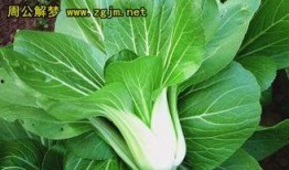 梦见吃青菜和瓜,解析青菜与瓜果的象征意义