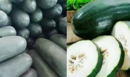 能别吃我瓜,一场关于网络热词的趣味探讨