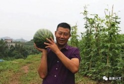 兴文县吃瓜,探寻地方特色美食之旅