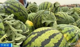 带你吃瓜 怎么拍,揭秘短视频拍摄技巧