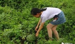 兴文县吃瓜,探寻地方特色美食之旅