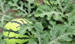 台头吃瓜,揭秘娱乐圈背后的那些事儿