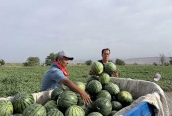 吃瓜天狼,网络红人的崛起与影响力