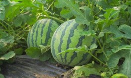 大宝徽县吃瓜视频