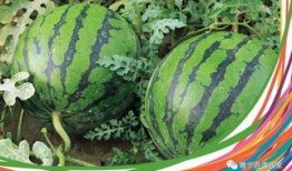 平乡最新吃瓜视频,揭秘当地热点事件背后的真相