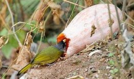 小鸟吃瓜的声音