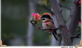 小鸟吃瓜的声音